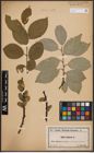Foto von Salix caprea L.